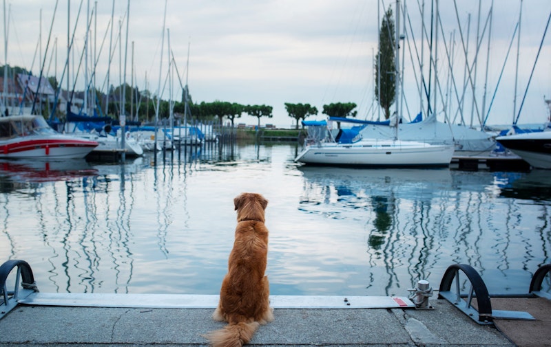 dog left at marina
