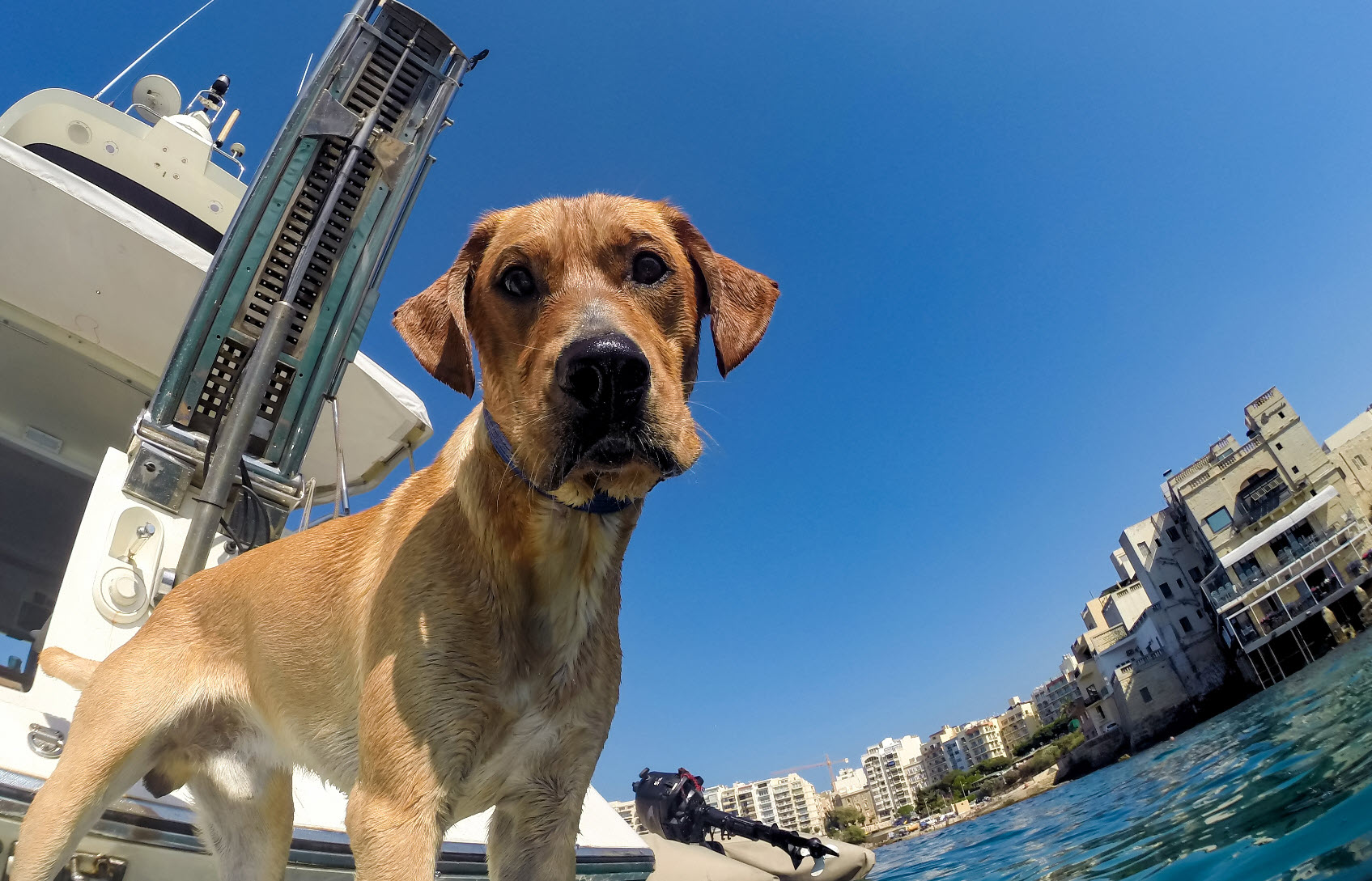 dog on yacht swim platform