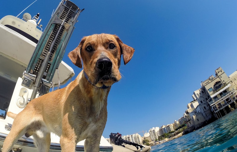 dog on yacht swim platform