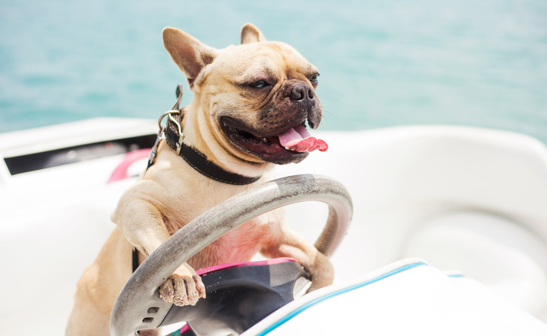 small dog on a boat